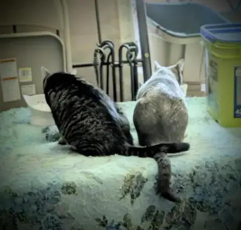 Winston & Abigail photo 4