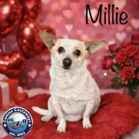 Millie photo 2