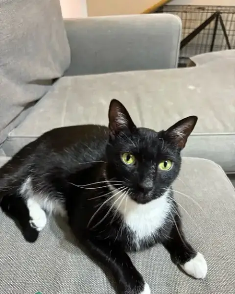 Carlos Santana
