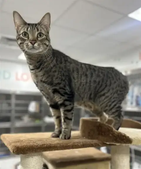Kitkat