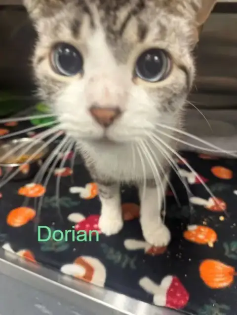 Dorian