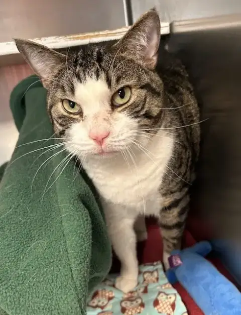 Peetoo photo 4