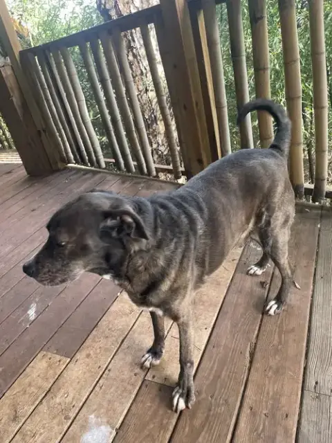 Jackson *Foster Needed Too! photo 5