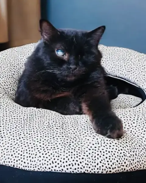 Benson