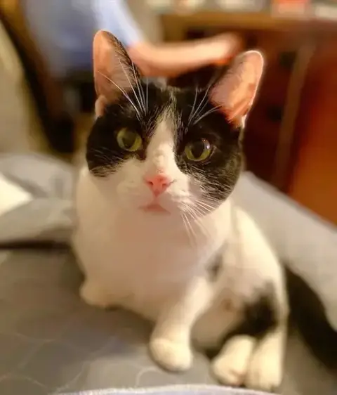 Kitty photo 2