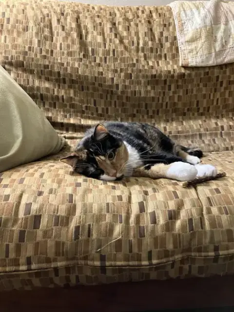 Patches photo 4
