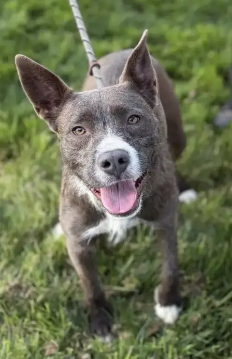 Hazel