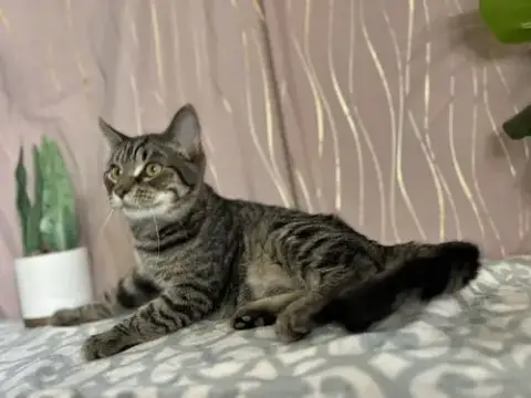Stripey