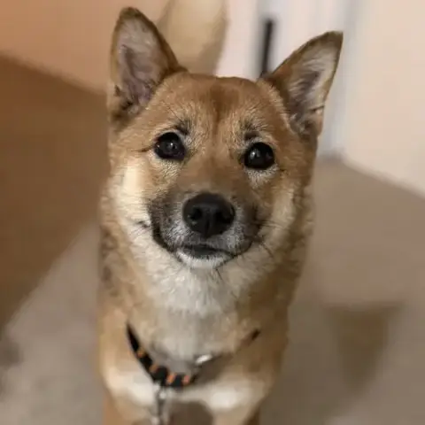 Foxy