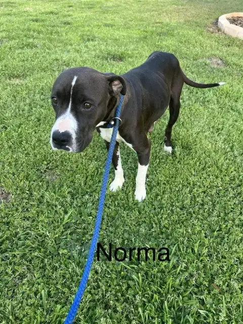 Norma
