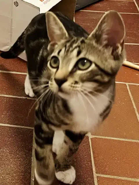 Kitten Bonkers