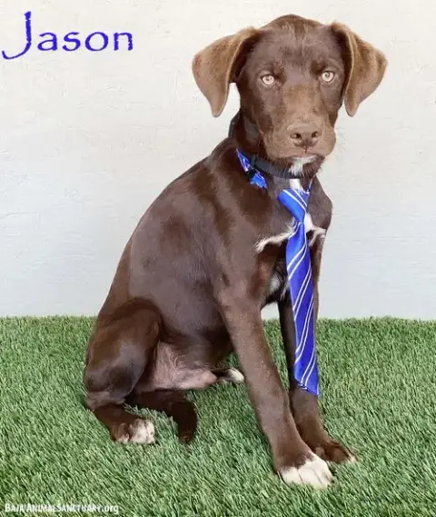 Jason