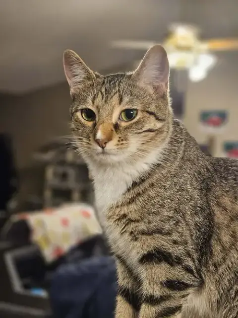 Squeaker