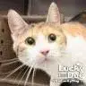 Luci