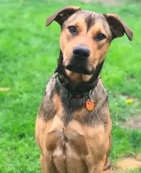 Hank photo 3