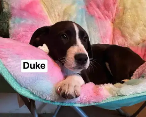 Duke photo 3