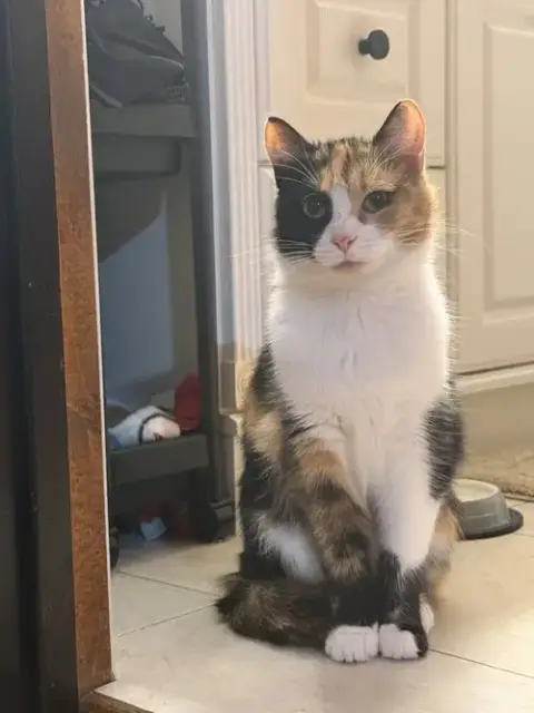 Mittsie