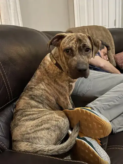Harper