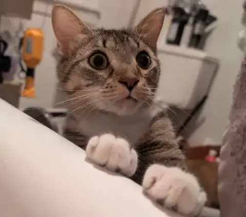Cinnamon Roll