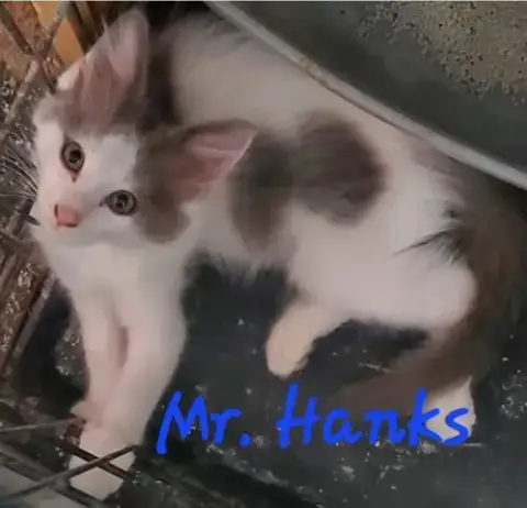Mr Hanks photo 5