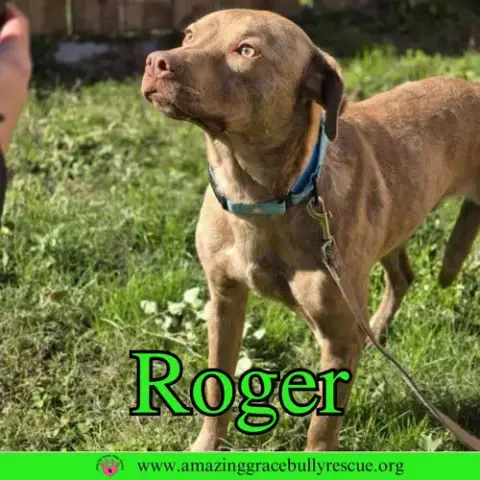 Roger photo 4