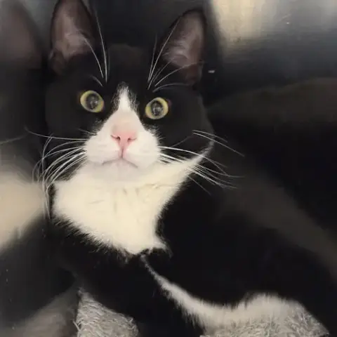 Binks