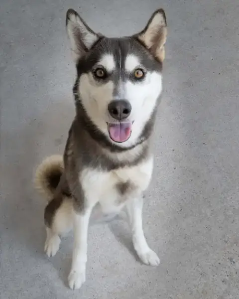Krypto photo 2