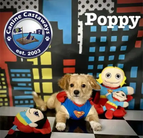 Poppy photo 4
