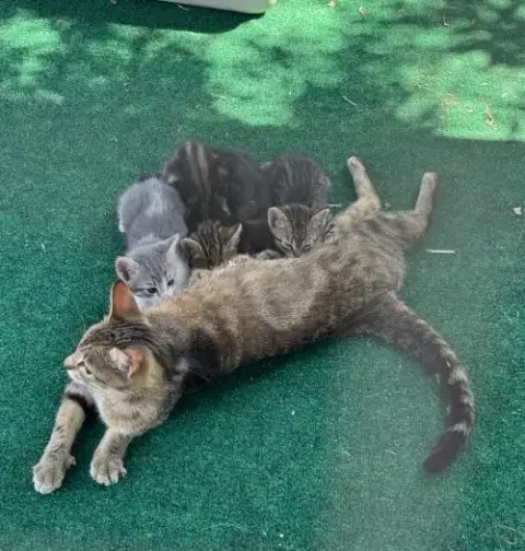 Mamas photo 3