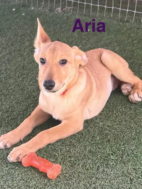 Aria photo 2