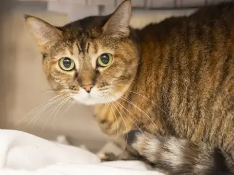 Kiara