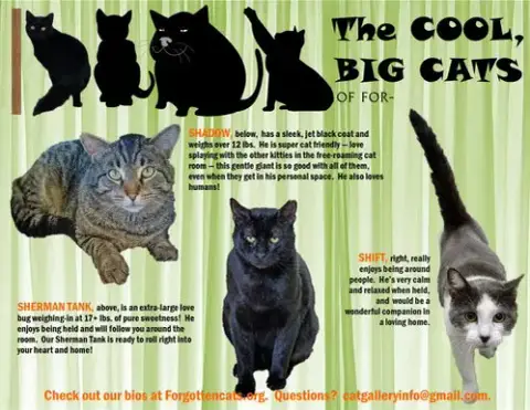 Big Boys:  11+ Pounds