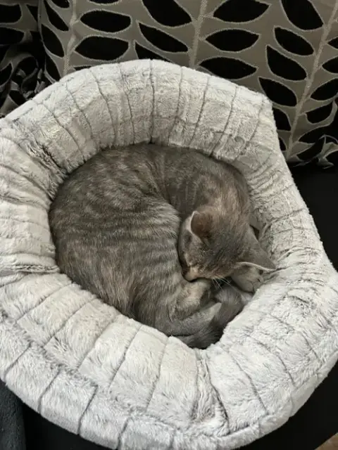Midge photo 5