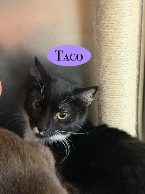 Taco photo 3