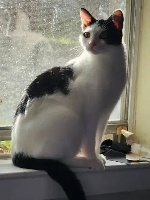 Kora. photo 4