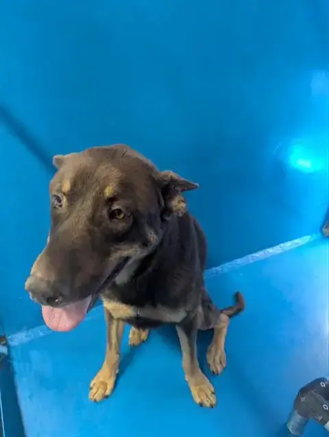 Koda