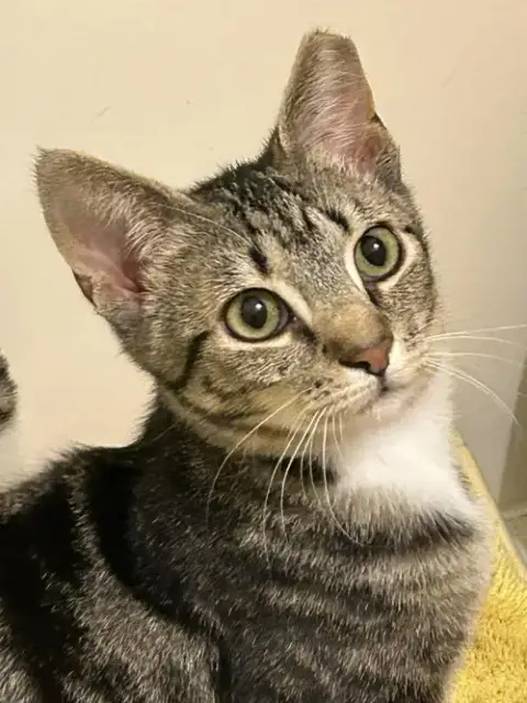 Louisa