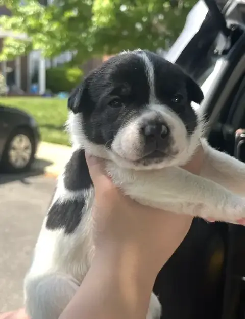 Momma Iris' Litter: Penny photo 3