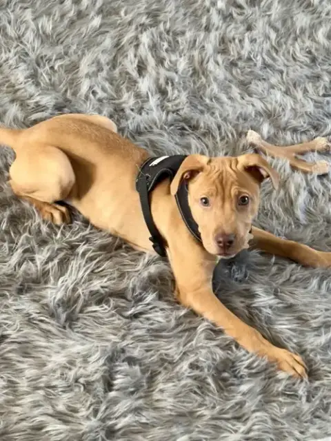 Ava