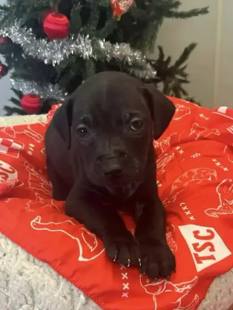 Coffee Puppies photo 4