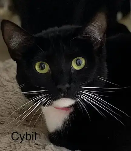 Cybil photo 3