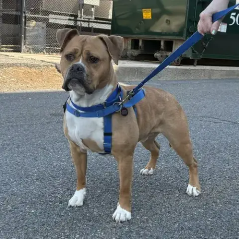 Loki