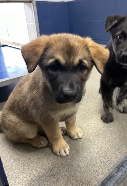 Vienna 9 Weeks Available 5/6