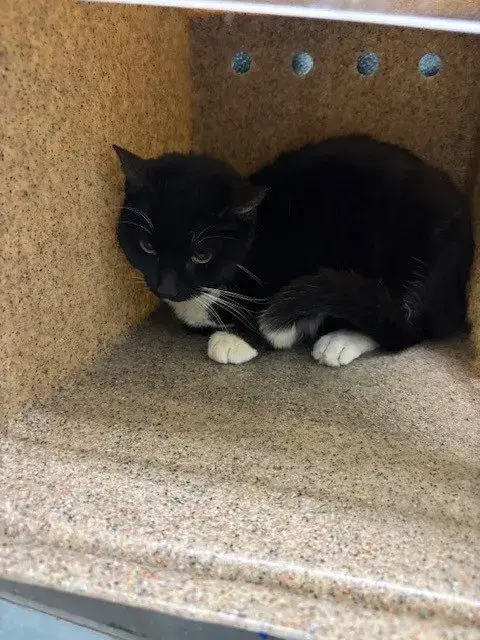 Meowgaret