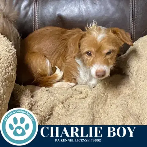 Charlie Boy 112225 photo 4