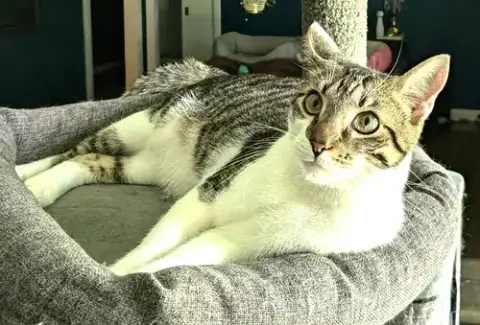 Kitten Herman