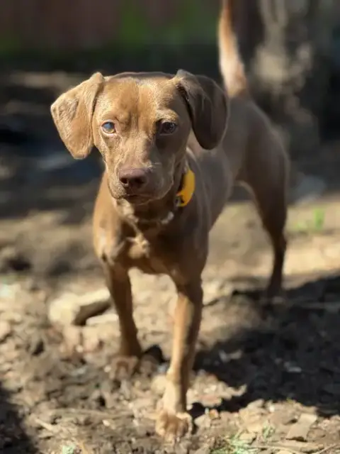 Remy