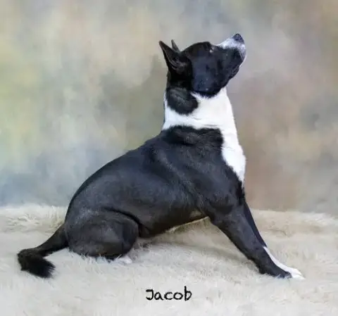 Jacob photo 3