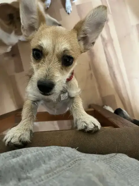 Tilly photo 4