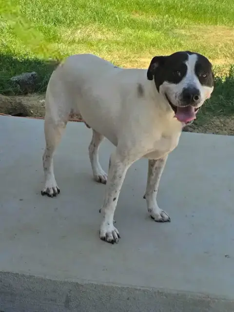 Scout photo 4